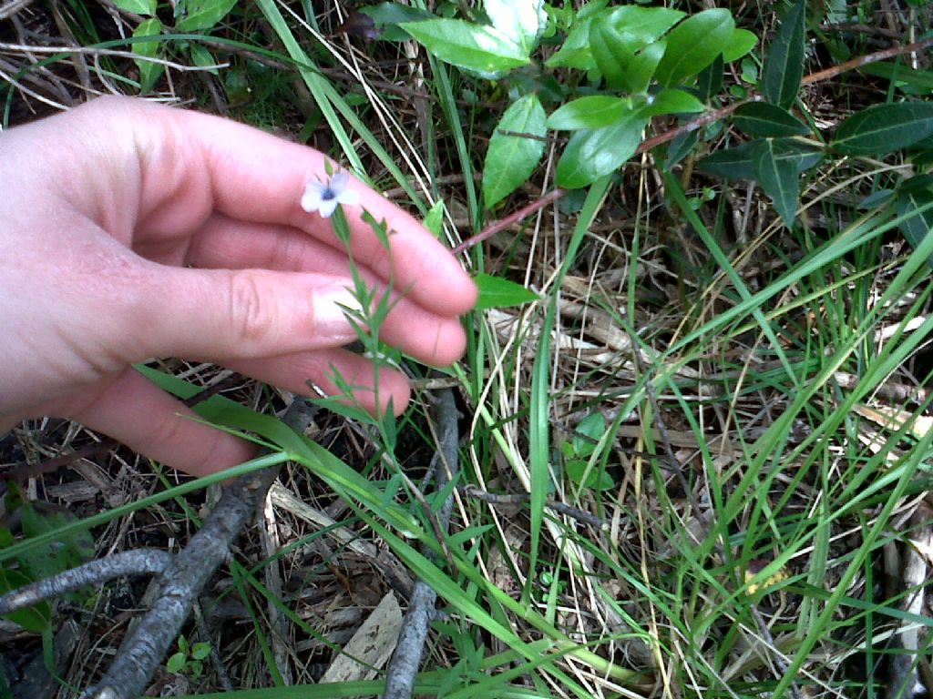 Linum bienne